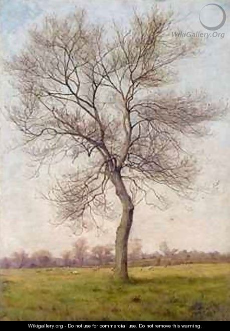 Study of an Ash Tree in Winter - James Hey Davies