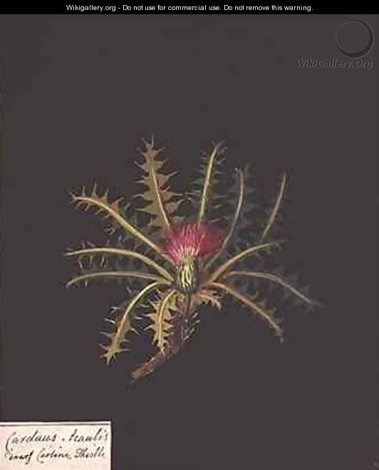 Dwarf carline thistle Carduus acaulis - Mary Granville Delany