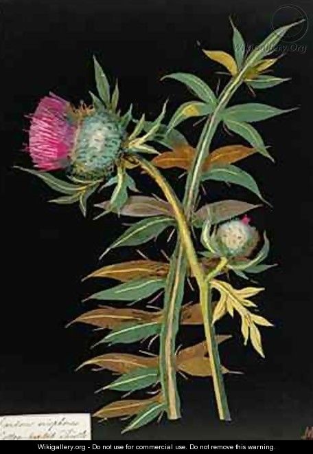 Cotton headed thistle Carduus eriophorus - Mary Granville Delany