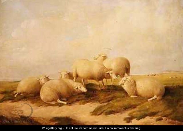 Sheep - (after) Cooper, Thomas Sidney