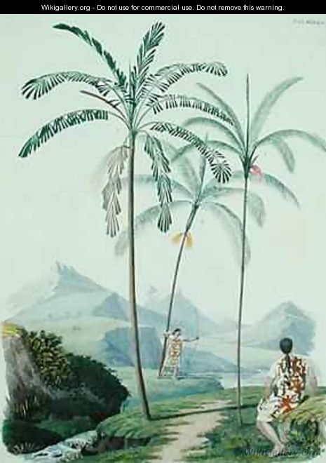 Palm trees in a mountainous part of South America - (after) D