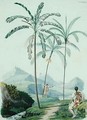 Palm trees in a mountainous part of South America - (after) D'Orbigny, Alcide