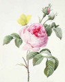 Pink rose with buds and a brimstone butterfly - Louise D'Orleans