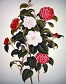 Camellia Japonica from A Monograph on the Genus of the Camellia - William Curtis