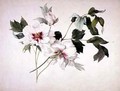 Japanese Tree Peony Paeonia suffructicosa - Lucy Cust