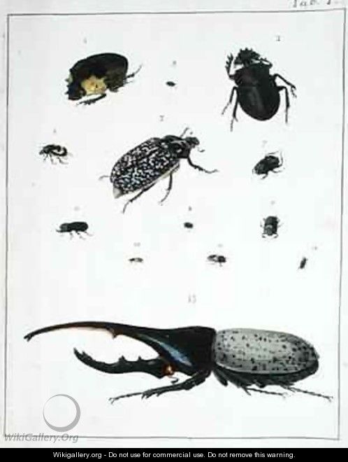 Various beetles - Georges Cuvier