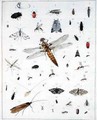 Various insects 2 - Georges Cuvier