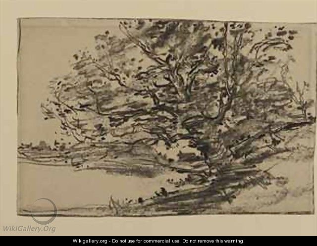 Study of Trees - J. Frank Currier