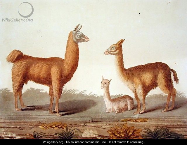Alpaca left and Vicuna right llamas, from Le Costume Ancien et Moderne, Volume II, plate 12, by Jules Ferrario, published c.1820s-30s - Vittorio Raineri