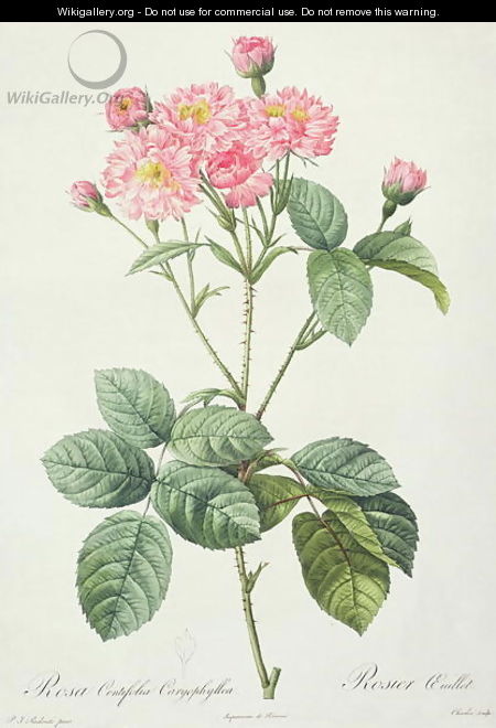 Rosa Centifolia Caryophyllea, engraved by Charlin, published by Remond - Pierre-Joseph Redouté