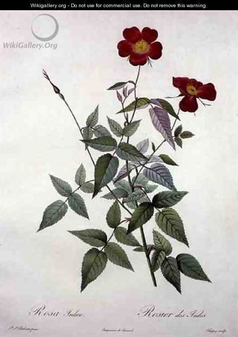 Rosa indica, engraved by Chapuy, from Les Roses, 1817-24 - Pierre-Joseph Redouté