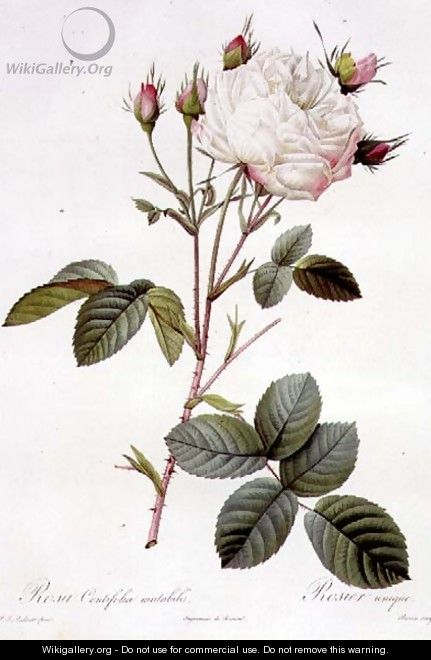 Rosa Centifolia Mutabilis, engraved by Bessin, published by Remond - Pierre-Joseph Redouté