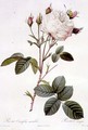 Rosa Centifolia Mutabilis, engraved by Bessin, published by Remond - Pierre-Joseph Redouté
