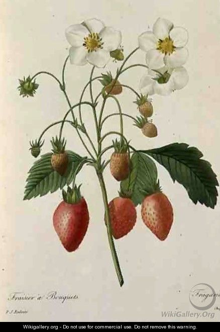 Fragaria Strawberry, engraved by Chapuis, from Choix des Plus Belles Fleurs, 1827-33 - Pierre-Joseph Redouté