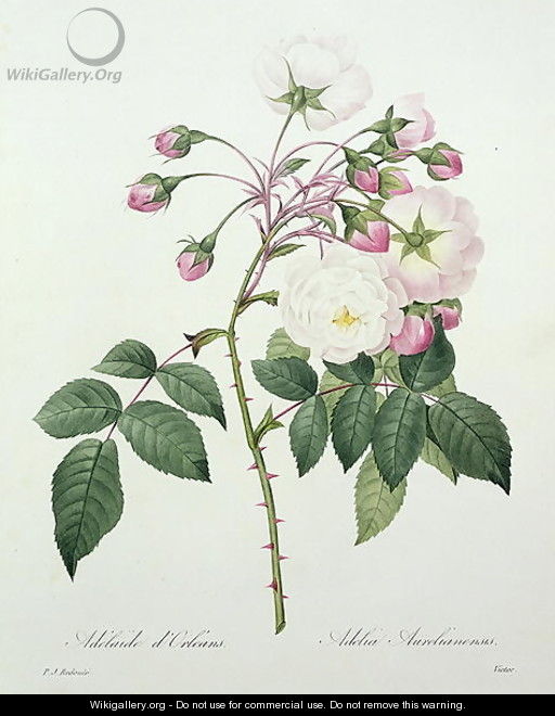 Adelia aurelianensis, engraved by Victor, from Choix des Plus Belles Fleurs, 1827 - Pierre-Joseph Redouté