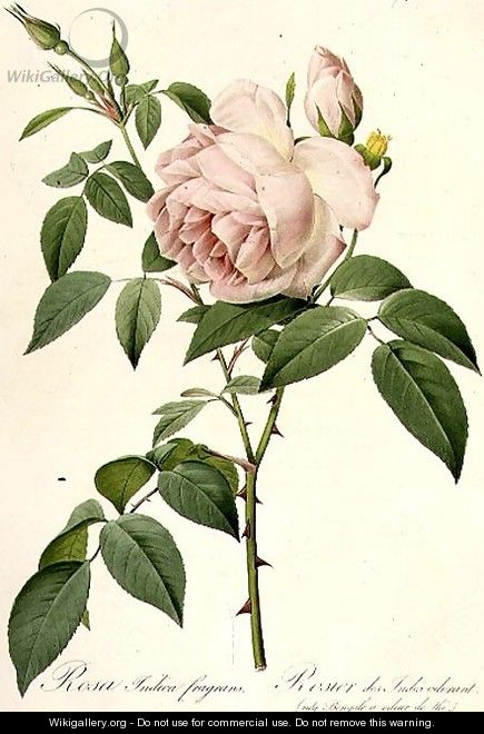 Rosa Indica Fragrans - Pierre-Joseph Redouté