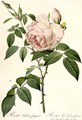 Rosa Indica Fragrans - Pierre-Joseph Redouté
