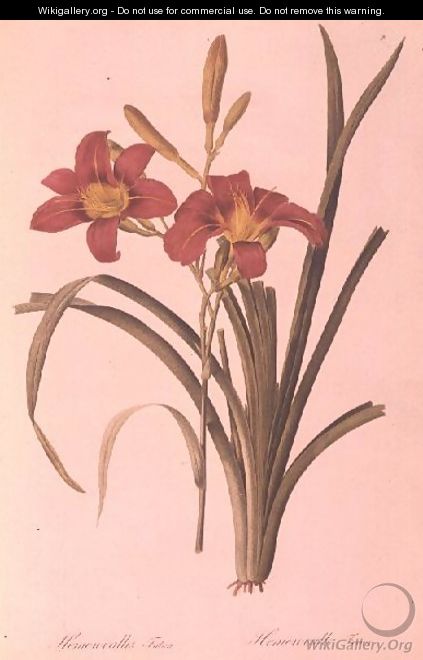 Hemerocallis fulva lily, from Les Liliacees, 1808-16 - Pierre-Joseph Redouté