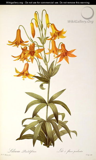 Lilium Penduliflorum, from Les Liliacees, 1811 - Pierre-Joseph Redouté