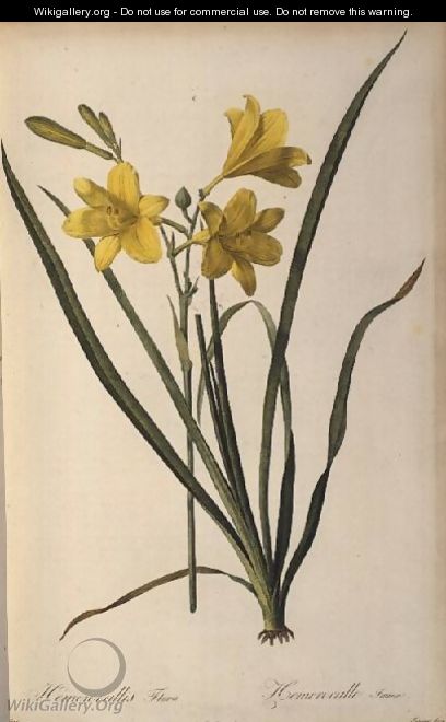 Hemerocallis Flava, from Les Liliacees - Pierre-Joseph Redouté