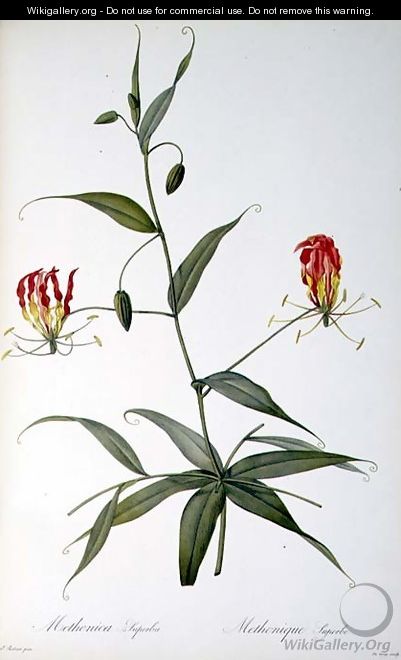Methonica Superba, from Les Liliacees, 1809 - Pierre-Joseph Redouté
