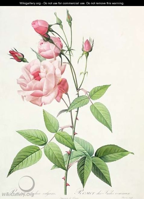 Rosa Indica Vulgaris, engraved by Bessin, from Les Roses, Vol II, 1821 - Pierre-Joseph Redouté