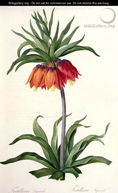 Fritillaria Imperialis from, Les Lilacees, 1802-8 - Pierre-Joseph Redouté