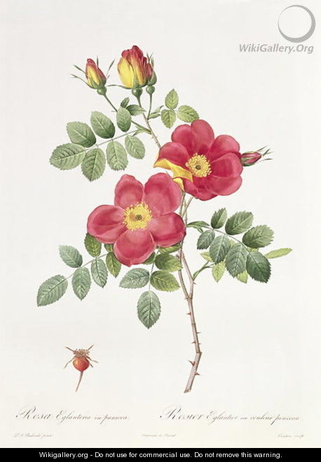 Rosa Eglantera Punicea - Pierre-Joseph Redouté