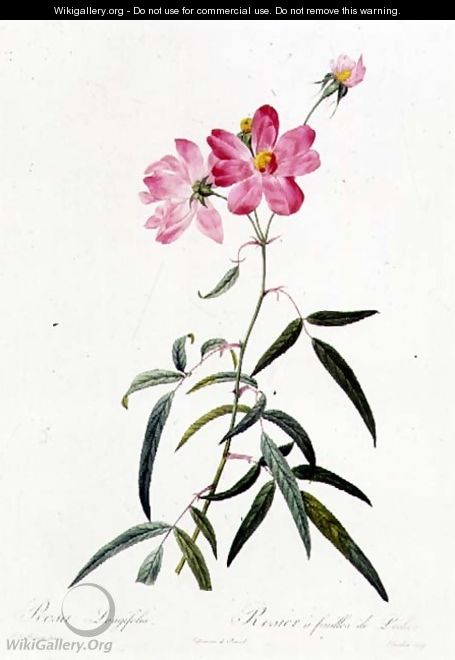 Rosa Longifolia - Pierre-Joseph Redouté