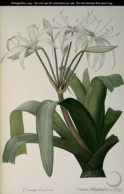 Crinum Erubescens or Crinum Rougeatre, from Les Liliacees, 1803 - Pierre-Joseph Redouté