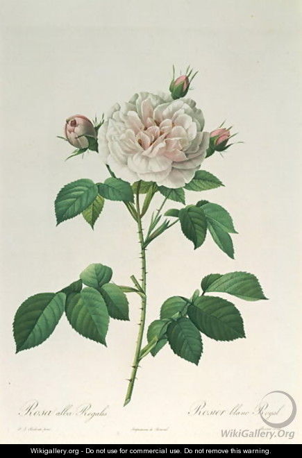 Rosa Alba Regalis, engraved by Bessin - Pierre-Joseph Redouté