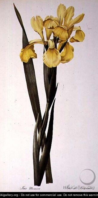 Iris Monnieri, from Les Liliacees, 1808 - Pierre-Joseph Redouté