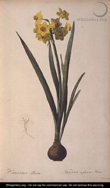 Narcissus Lazetta, from Trew Plantae Selectae - Pierre-Joseph Redouté