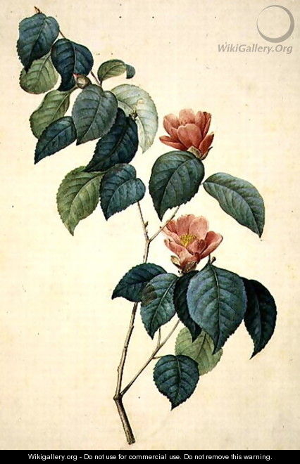 Camellia Japonica, 1793 - Pierre-Joseph Redouté