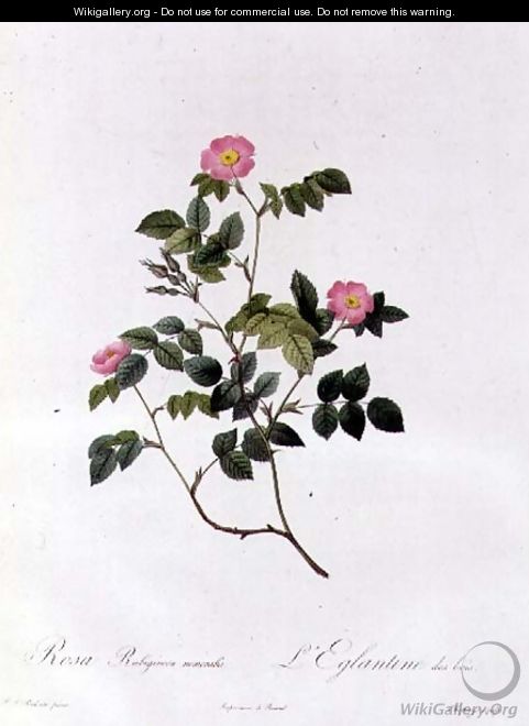 Rosa Rubiginosa Nemoralis - Pierre-Joseph Redouté