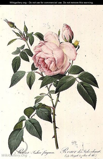 Rosa Indica Fragrans, engraved by Langlois, published by Remond 2 - Pierre-Joseph Redouté