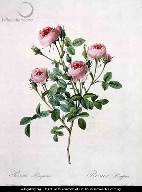 Rosa pomponia, engraved by Langlois, from Les Roses, 1817-24 - Pierre-Joseph Redouté