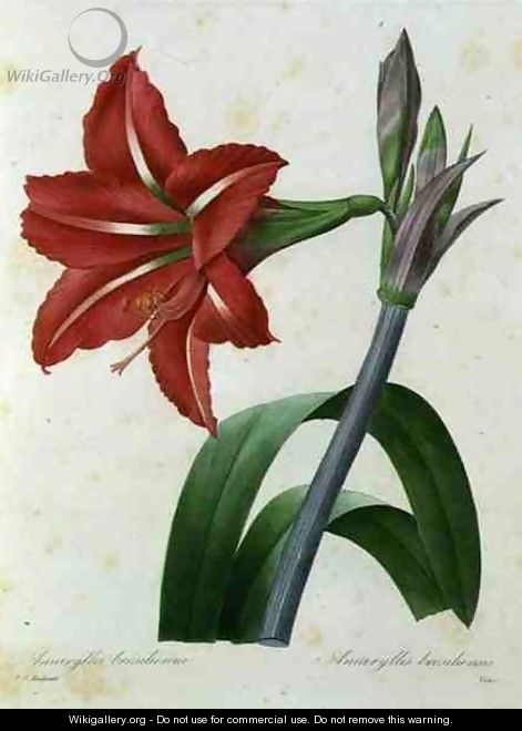 Amaryllis bresiliensis Brazilian amaryllis, engraved by Victor, from Choix des Plus Belles Fleur, c.1827-33 - Pierre-Joseph Redouté