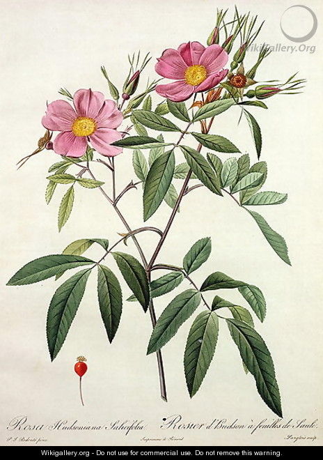 Rosa Hudsoniana Salicifolia, engraved by Langlois, published by Remond - Pierre-Joseph Redouté