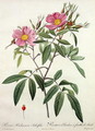 Rosa Hudsoniana Salicifolia, engraved by Langlois, published by Remond - Pierre-Joseph Redouté