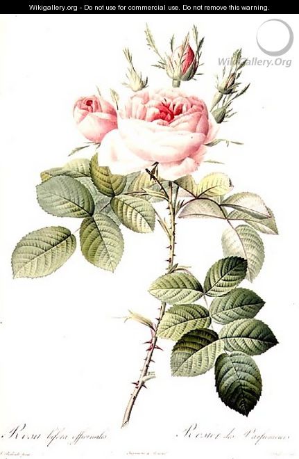 Rosa Bifera Officinalis, engraved by Langlois, published by Remond - Pierre-Joseph Redouté