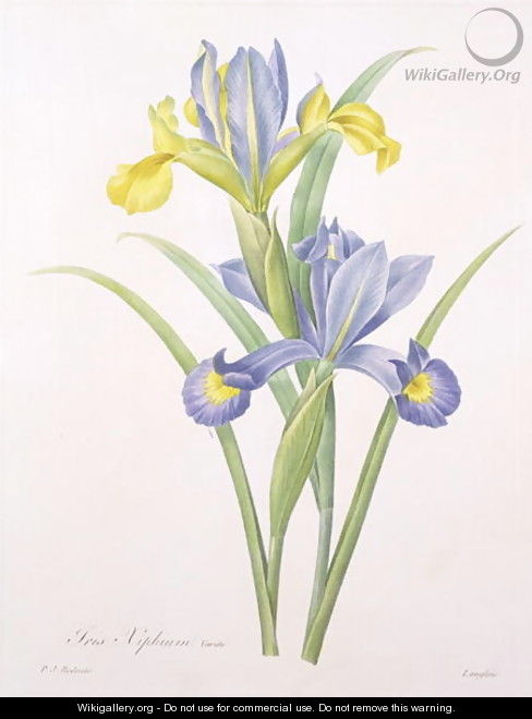 Iris xiphium, variety, engraved by Langlois, from Choix des Plus Belles Fleurs, 1827 - Pierre-Joseph Redouté