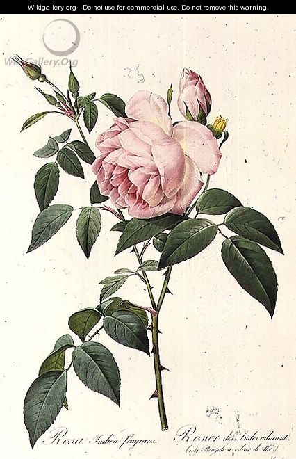 Rosa Indica Fragrans, engraved by Langlois, published by Remond - Pierre-Joseph Redouté
