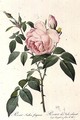 Rosa Indica Fragrans, engraved by Langlois, published by Remond - Pierre-Joseph Redouté