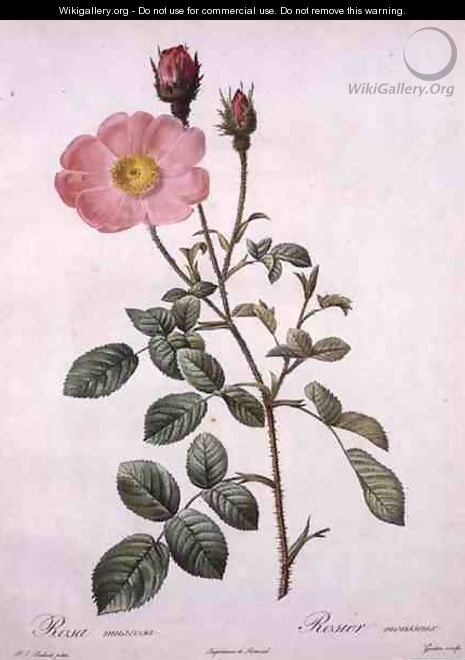 Rosa muscosa moss rose, engraved by Gouten, from Les Roses, 1817-24 - Pierre-Joseph Redouté