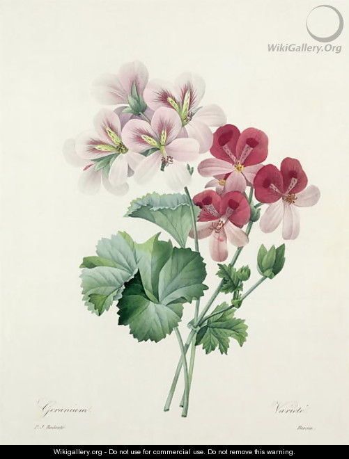 Geranium Variety Cranes-bill from Choix des Plus Belles Fleurs, 1827 - Pierre-Joseph Redouté
