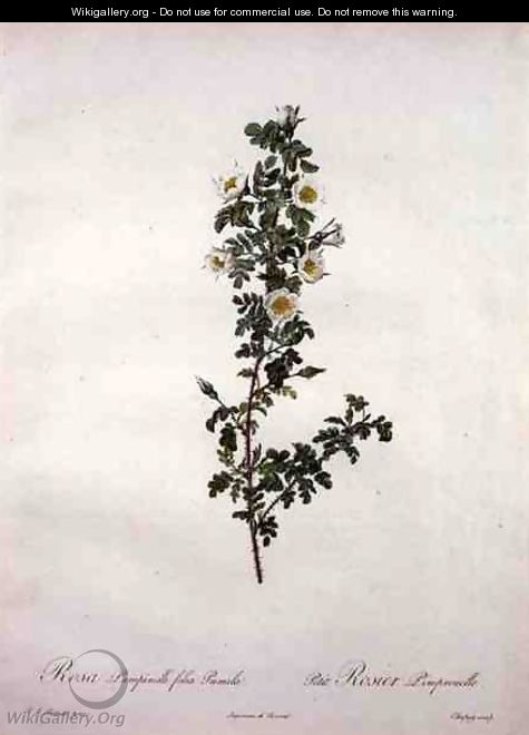 Rosa pimpinelli folia pumila dwarf Scotch rose, engraved by Chapuy, from Les Roses, 1817-24 - Pierre-Joseph Redouté