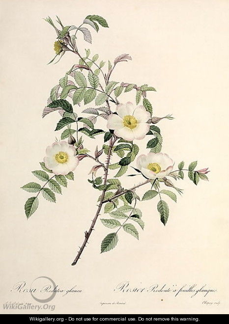 Rosa Redutea glauca, engraved by Chapuy, published by Remond - Pierre-Joseph Redouté
