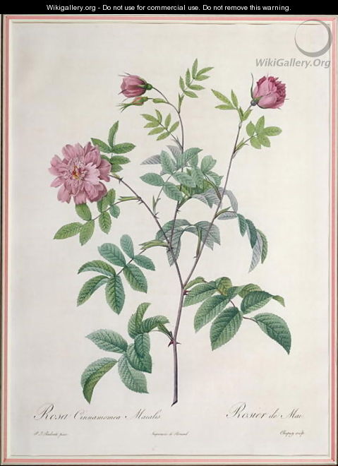 Rosa Cinnamomea Maialis, engraved by Chapuy, published by Remond - Pierre-Joseph Redouté