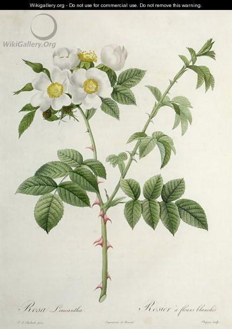 Rosa Leucantha, engraved by Chapuy, published by Remond - Pierre-Joseph Redouté